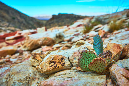 Cactus Growing Among Artistic Sandstone in Rugged Nevada Desert Landscapeの写真素材