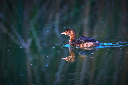 Baby Bird Swimming on Pond with Reflection at Golden Hourの写真素材