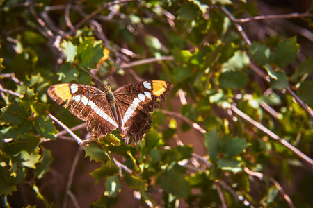 Butterfly Sunlit on Leafy Branch in Natural Habitat Close Up Nature Detail