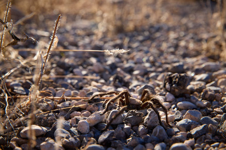 Desert Tarantula Among Pebbles Sunlit Rocky Ground and Dry Plants Close Upの写真素材