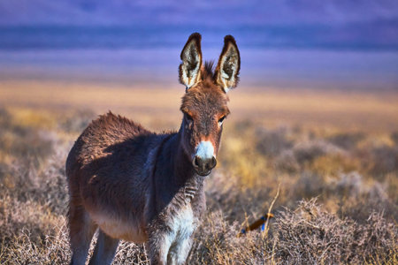 Wild Burro in Nevada Desert with Colorful Landscape and Sunlit Dry Grasses