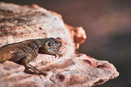 Lizard Resting on Sunlit Calico Red Rock in Desert Environmentの写真素材