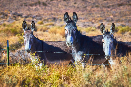 Wild Burros Behind Fence in Nevada Desert with Dry Grasses and Sunlit Hills
