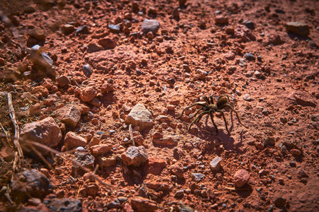 Tarantula Crawling on Rocky Red Desert Ground in Harsh Sunlight