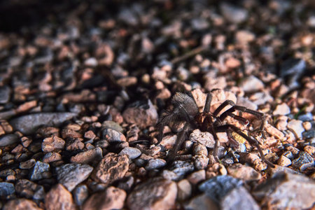Tarantula Spider Close Up on Rocky Desert Ground Wildlife in Natural Habitat