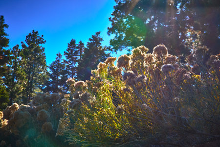 Sunlit Wildflowers and Pine Trees in Autumn Forest with Blue Sky Nevada