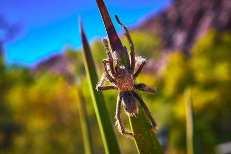 Tarantula Close Up on Green Leaf Vibrant Desert Background Wildlife Focusの写真素材