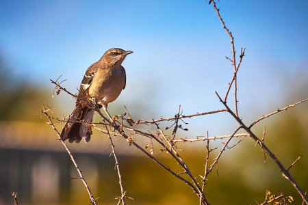 Mockingbird Perched on Bare Branch in Sunlight with Blurred Blue Sky Background