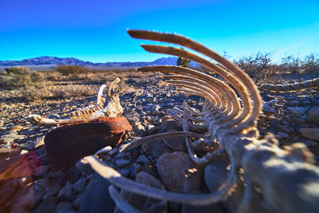 Mule Deer Skeleton in Nevada Desert with Rocky Terrain and Distant Mountainsの写真素材