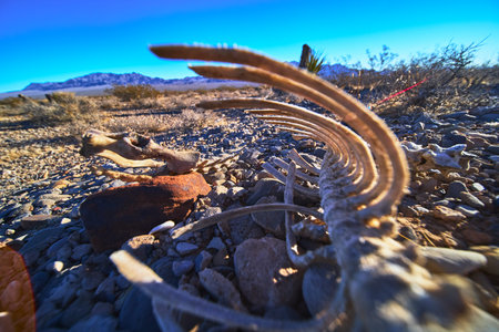 Animal Skeleton and Rocky Desert Landscape in Nevada Sunlight