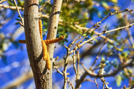 Seed Pods and Tree Branches Close Up in Sunlight with Desert Flora