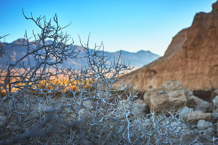 Golden Hour Desert Cactus and Rugged Tule Springs Fossil Bed Landscape