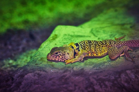 Colorful Lizard Resting on Rock in Vibrant Habitat Macro Animal Wildlifeの写真素材
