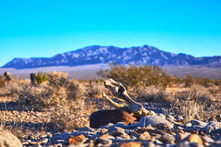 Mule Deer Skeleton in Desert Landscape with Red Rock Canyon Mountainsの写真素材
