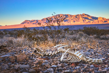 Mule Deer Skeleton and Desert Landscape at Golden Hour in Nevada