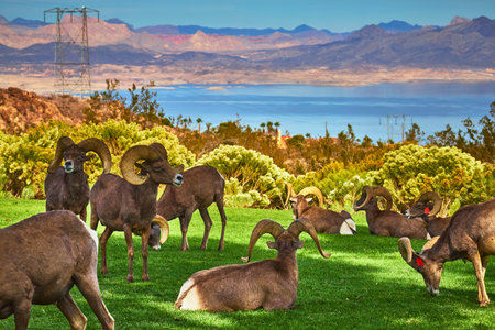Bighorn Sheep Grazing on Lush Grass at Hemenway Park with Lake Mead and Desert Mountains
