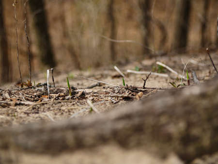 Sprouts in the high sand dune forest. Indiana Dunes National Park, Chesterton, Indiana, USA. Land of OÄhÃ©thi Å akÃ³wiÅ, Myaamia, BodÃ©wadmiakiwen (Potawatomi), Kaskaskia, Peoria, Kiikaapoi (Kickapoo)の写真素材