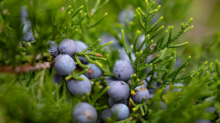 A clump of blue berries growing on a juniper tree. River Place, Austin, Travis County, Texas, USA. Land of NÊmÊnÊÊ (Comanche), Coahuiltecan, NdÃ© KÃ³nitsÄÄÃ­Ã­ GokÃ­yaa (Lipan Apache), Tonkawa, Jumanosの写真素材