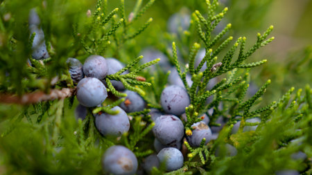 A clump of blue berries growing on a juniper tree. River Place, Austin, Travis County, Texas, USA. Land of NÊ‰mÊ‰nÊ‰Ê‰ (Comanche), Coahuiltecan, NdÃ© KÃ³nitsÄ…Ä…Ã­Ã­ GokÃ­yaa (Lipan Apache), Tonkawa, Jumanosの素材 [FY310174914436]