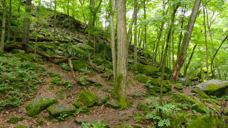 A mossy hillside at Governor Dodge State Park, Dodgeville, Iowa County, Wisconsin. Land of Kiikaapoi...