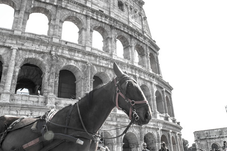 Horse in Romeの写真素材