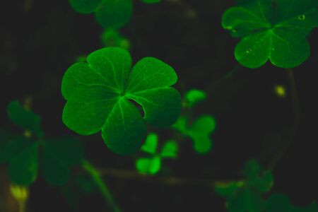 Green leaf in garden
