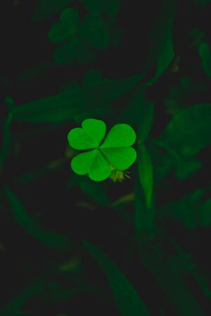 Green leaf in gardenの写真素材