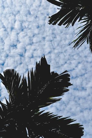 A cloudy sky is a beautiful side of the earth. I am really happy to capture this picture.の写真素材