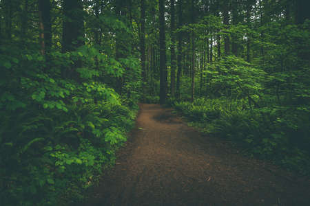 Trail path through vibrant lush green forest of the Pacific Northwestの写真素材