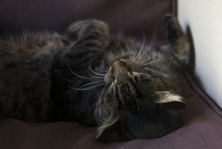 purring catの写真素材