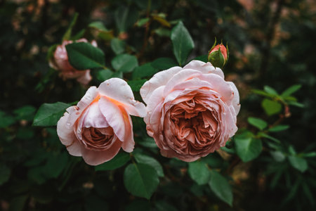Pink rose with leaves and raindropsの写真素材