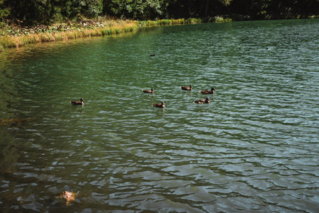 Lac de Morgins in autumn with snowcapped mountains, Pas de Morginsの写真素材