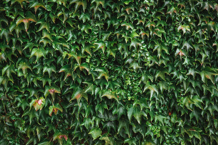 Ivy texture. Ivy hedge background. Ivyberry backdrop. Ivy wallpaper. Ivyberry background image. Ivy...