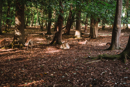 Deers laying on the ground in a forestの写真素材