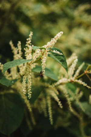 Honey bee collecting pollen at a yellow flower with blurry backgroundの写真素材