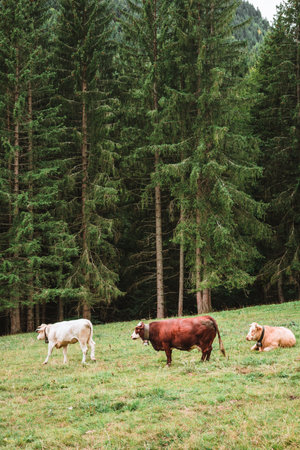 Three cows enjoying the green grass in the Alpsの写真素材
