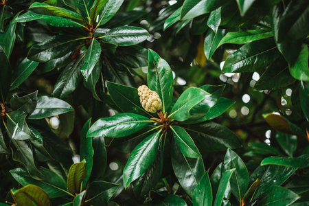 Seed and fruit of a magnolia tree with green leaves background