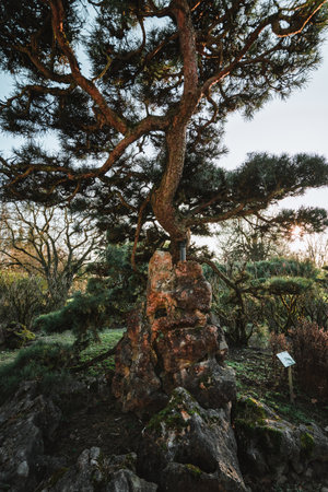 Majestic trees in a chinese garden during springの写真素材