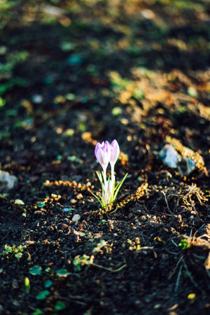Close-up of lovely crocuses blooming in spring, Germany
