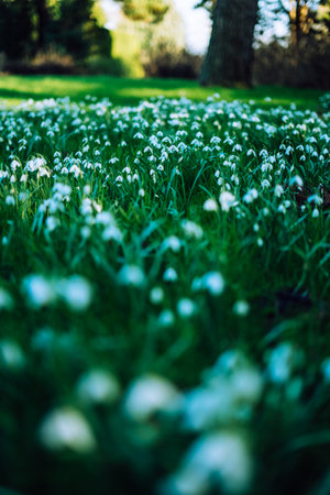 Galanthus nivalis, the snowdrop or common snowdrop