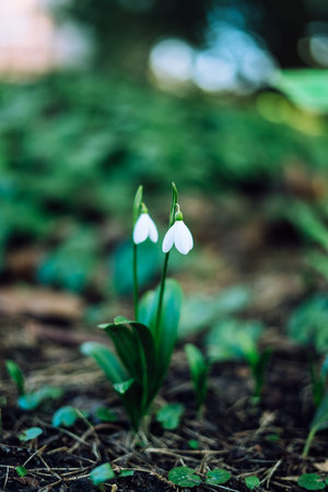 Galanthus nivalis, the snowdrop or common snowdropの写真素材
