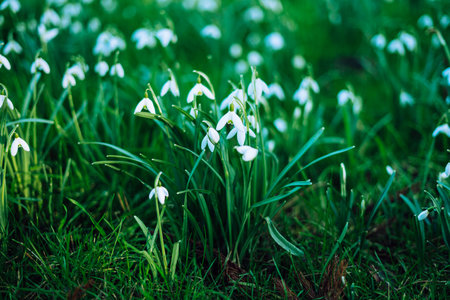Galanthus nivalis, the snowdrop or common snowdrop