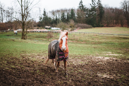 Brown horse standing in mud covered with a blanket to keep warm during winter, trees in backgroundの写真素材