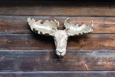 Trophy hunting. Skull with hornsの写真素材