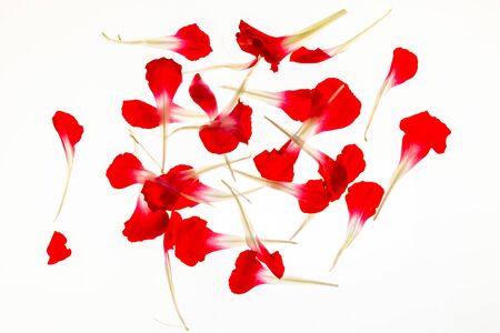 Scattered red flower petals on a white backgroundの写真素材