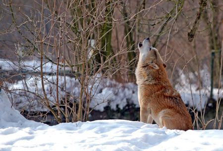 howling wolf in winter scenery                   