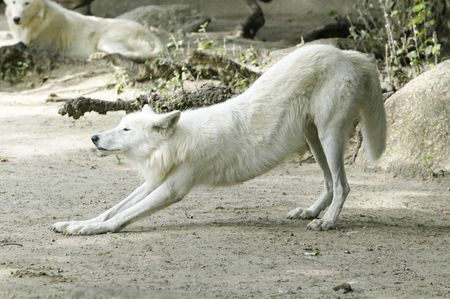 white wolf doing the morning gym