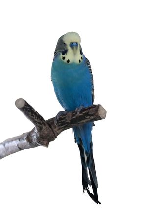 Blue male budgie sitting on a perch, isolated
