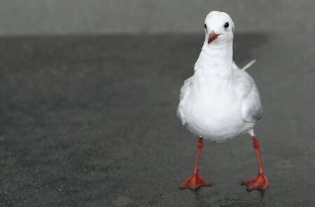 wet and waiting - funny seagull の写真素材