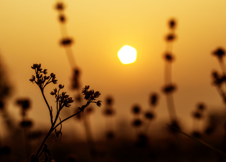 shilouetted against the evening sky.の写真素材